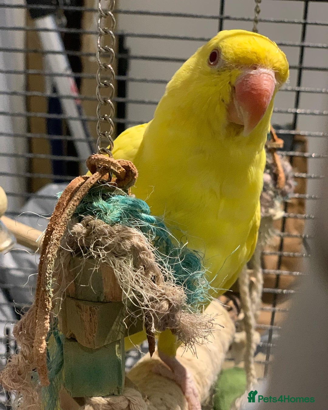 Ringnecks birds for sale: Fully Tame TALKATIVE Lutino ringneck - Image 2