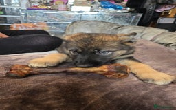 Shepsky dogs for sale: Husky cross German shepherd  - Image 9