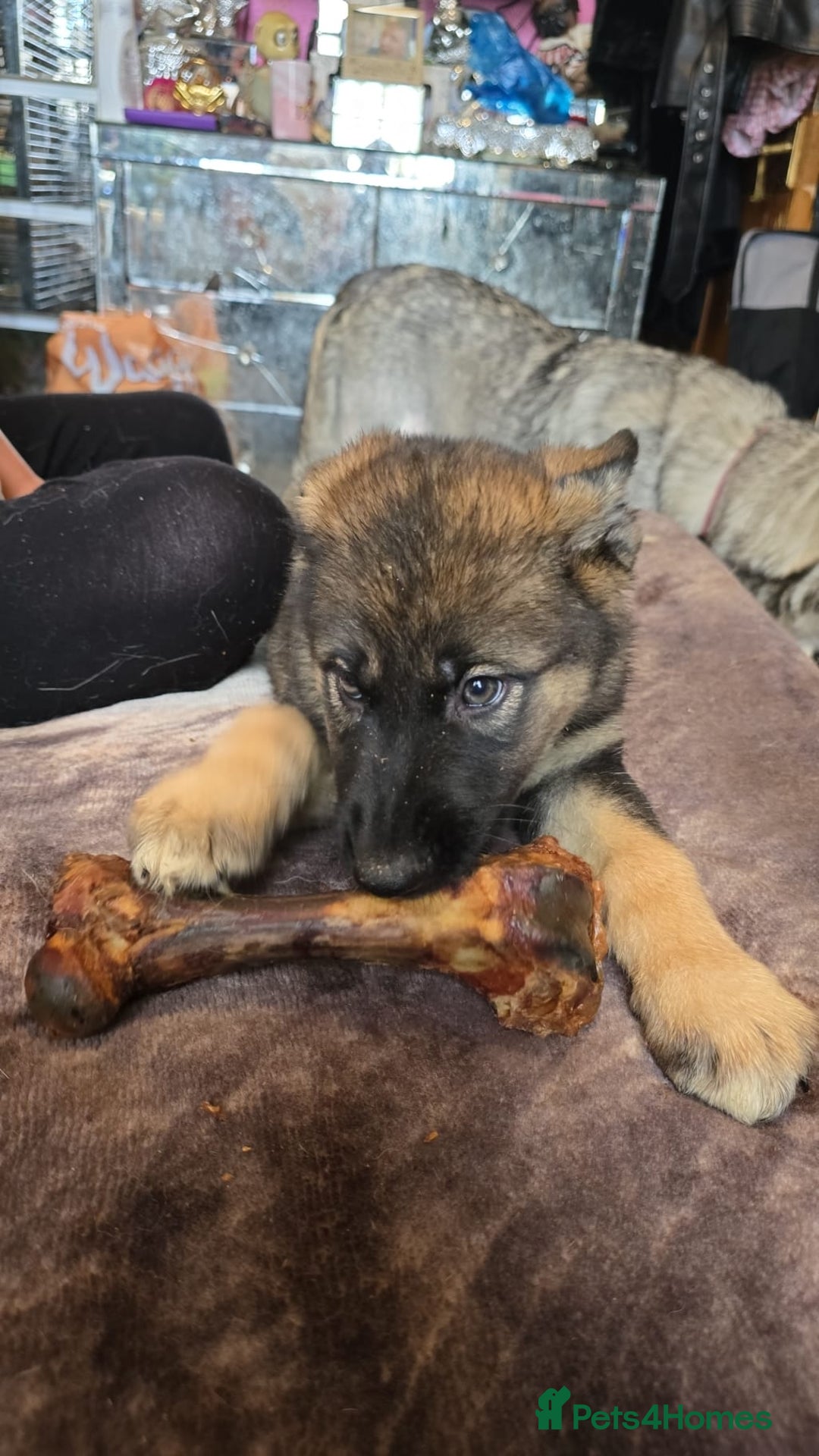 Shepsky dogs for sale: Husky cross German shepherd  - Image 9