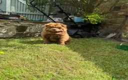 Chow Chow dogs for sale: Scooby chocolate chow  - Image 2