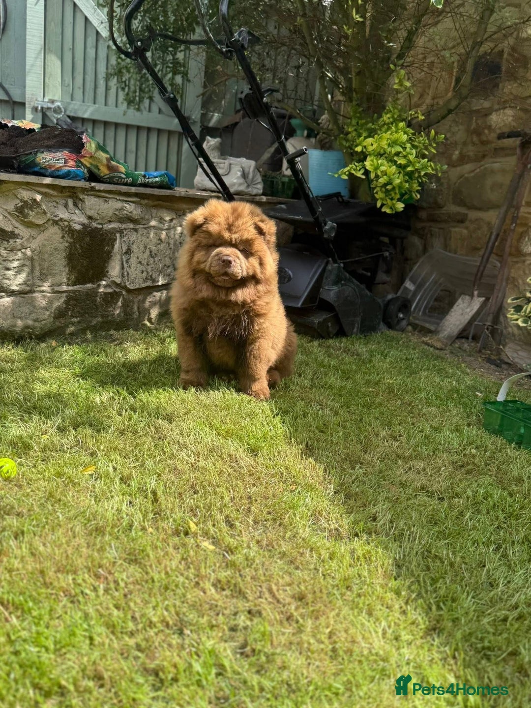Chow Chow dogs for sale: Scooby chocolate chow  - Image 2