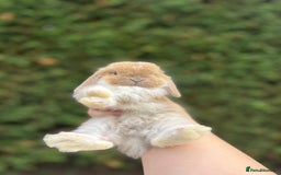 Mini Lop rabbits for sale: LAST 2 BUCKS AVAILABLE in Bury Saint Edmunds - Image 6
