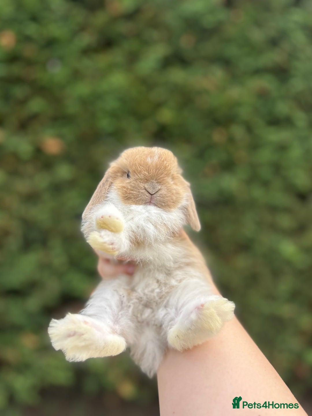 Mini Lop rabbits for sale: LAST 2 BUCKS AVAILABLE in Bury Saint Edmunds - Image 6