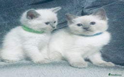 British Shorthair cats for sale:  Ragdoll x British shorthair kittens  - Image 2
