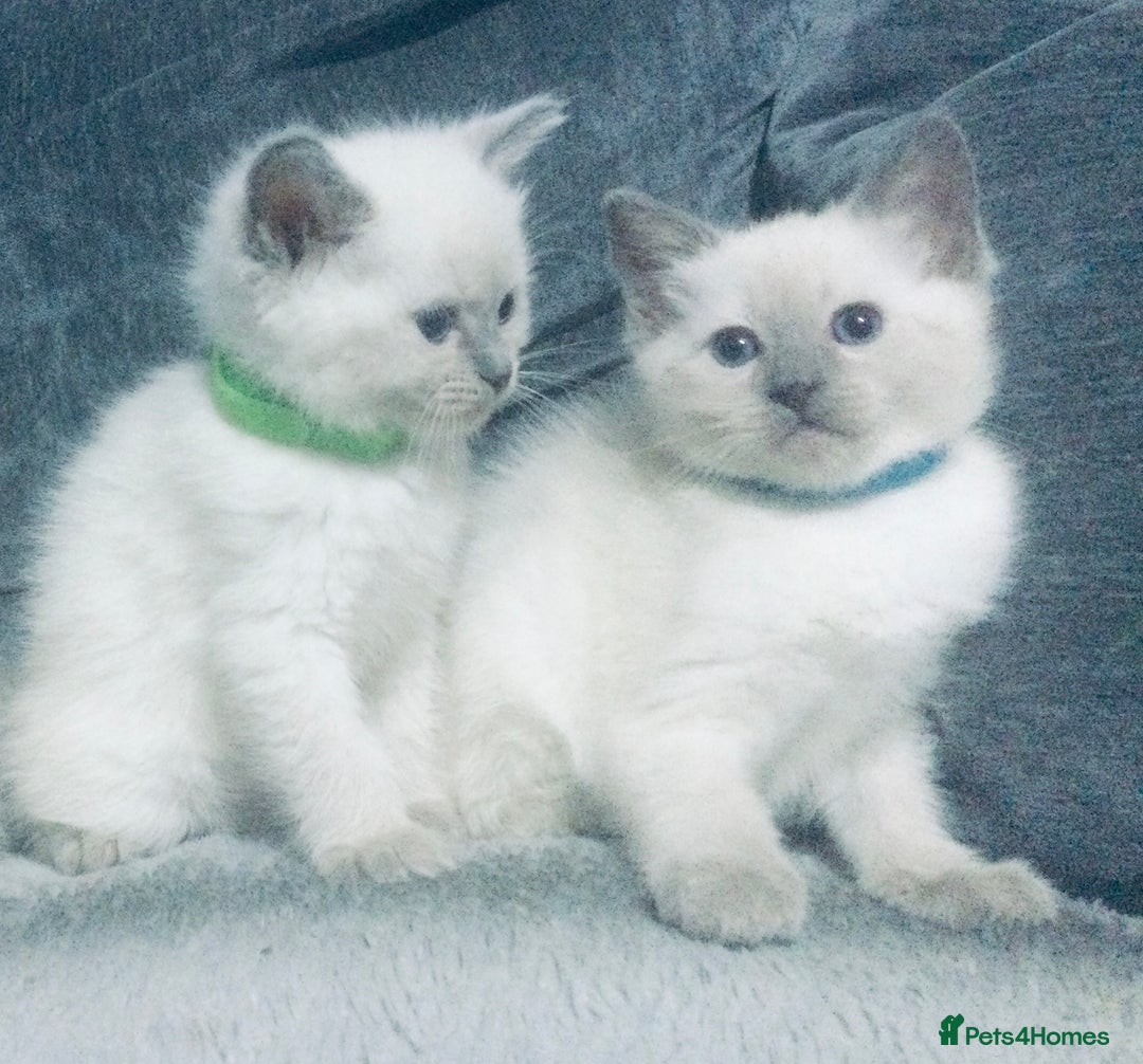 British Shorthair cats for sale:  Ragdoll x British shorthair kittens  - Image 2