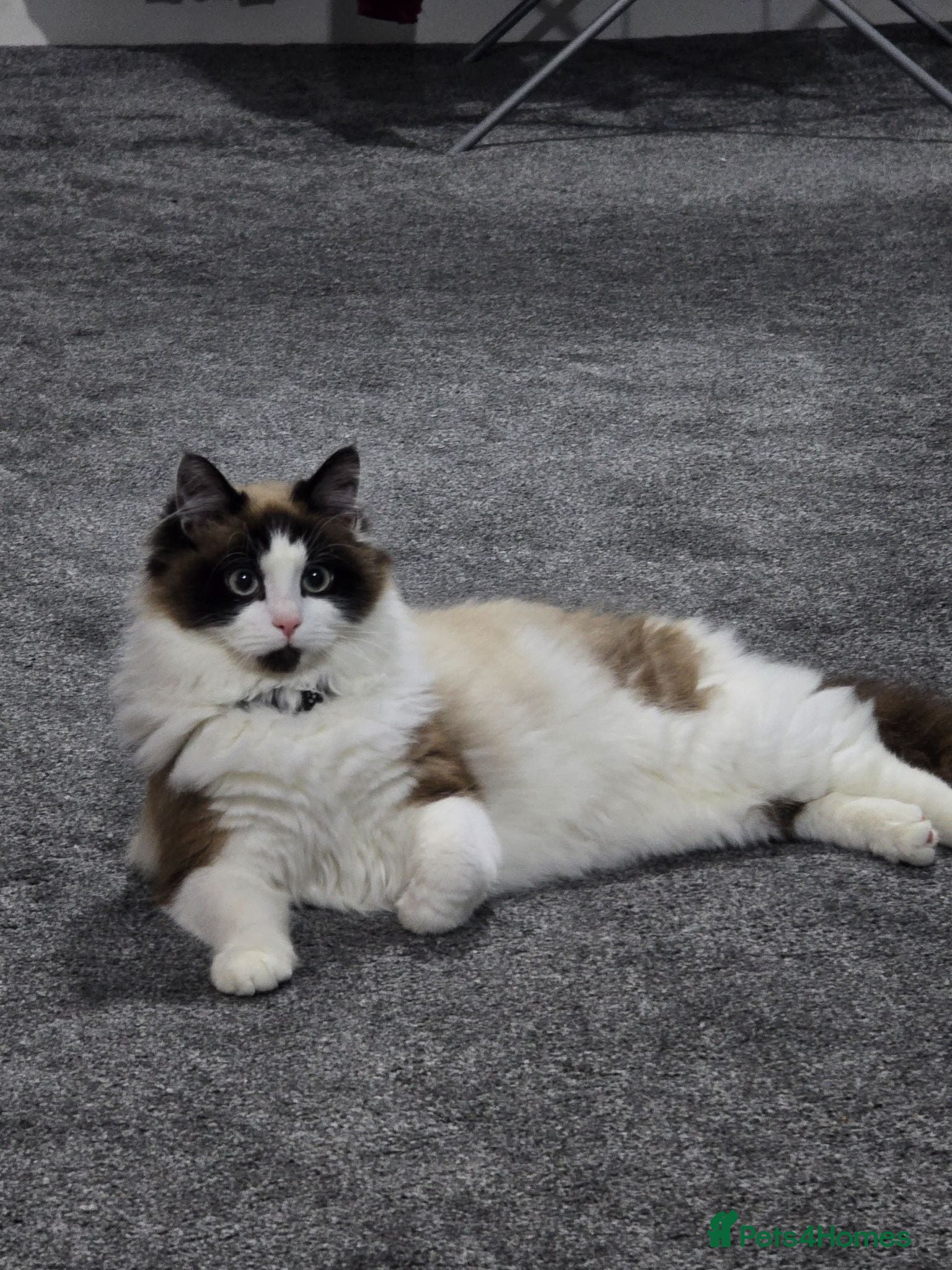 Mixed Breed cats Mixed breed Rag doll - Advert 11