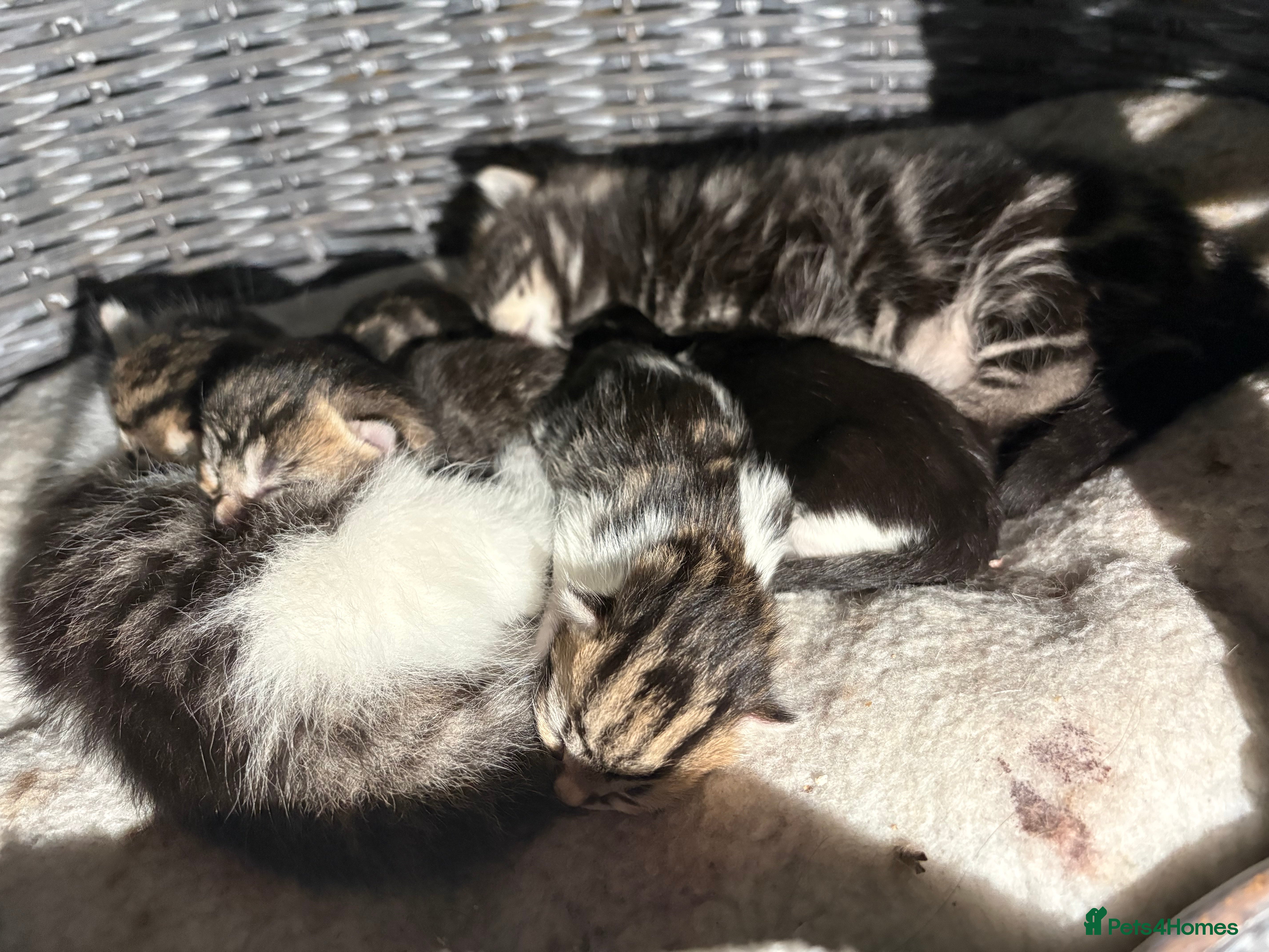 Mixed Breed cats Six beautiful kittens - Advert 1