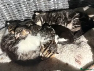 Mixed Breed cats Six beautiful kittens - Advert 1