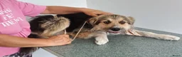 Mixed Breed dogs for adoption: BEN's Journey to Safety - Advert 2