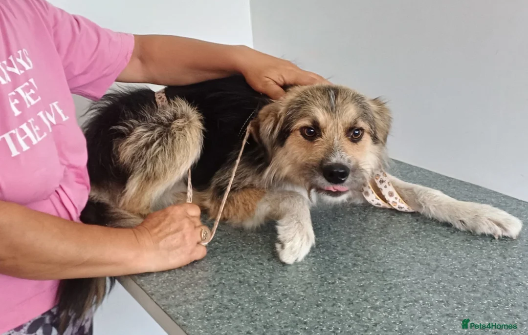 Mixed Breed dogs for adoption: BEN's Journey to Safety - Advert 2