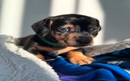Dachshund dogs for sale: Dachshund pups 3 boys left  in Bootle - Image 20