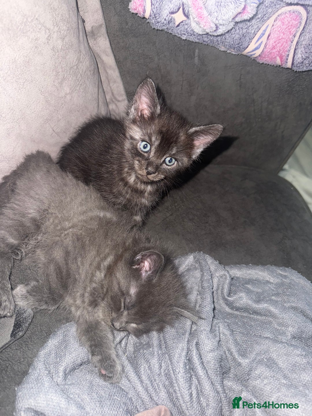 Maine Coon cats for sale: 2 Half Maine Coons for sale  - Advert 2