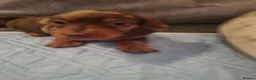 Miniature Dachshund dogs for sale: KC reg miniature smooth haired dachshund puppies - Advert 5