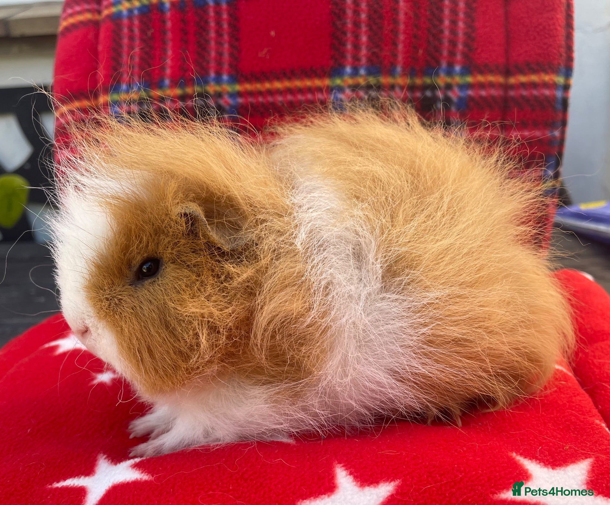 Guinea Pig rodents Beautiful boys - Advert 20