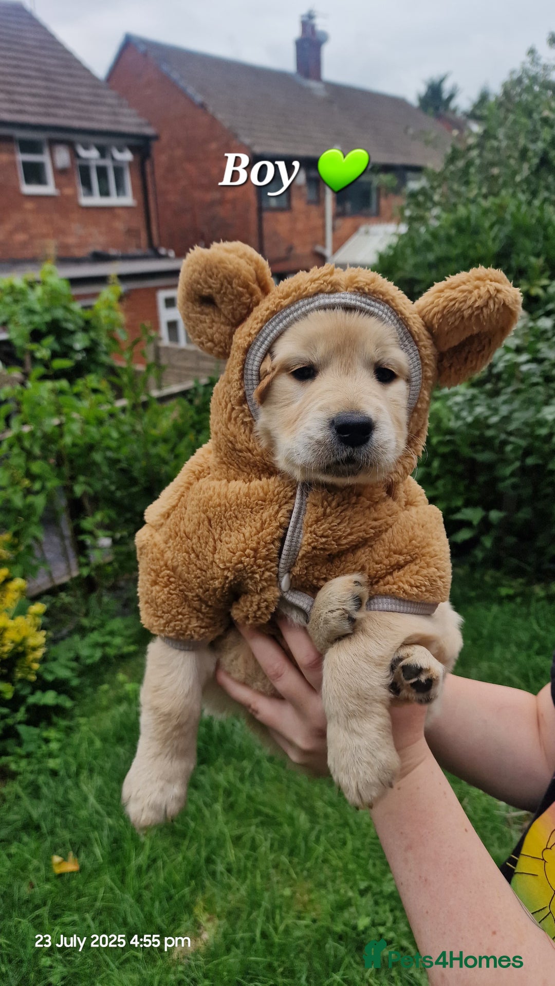 Golden Retriever dogs for sale: 💫💫💫 All puppies are reserved 💫💫💫 in Saint Helens - Image 2