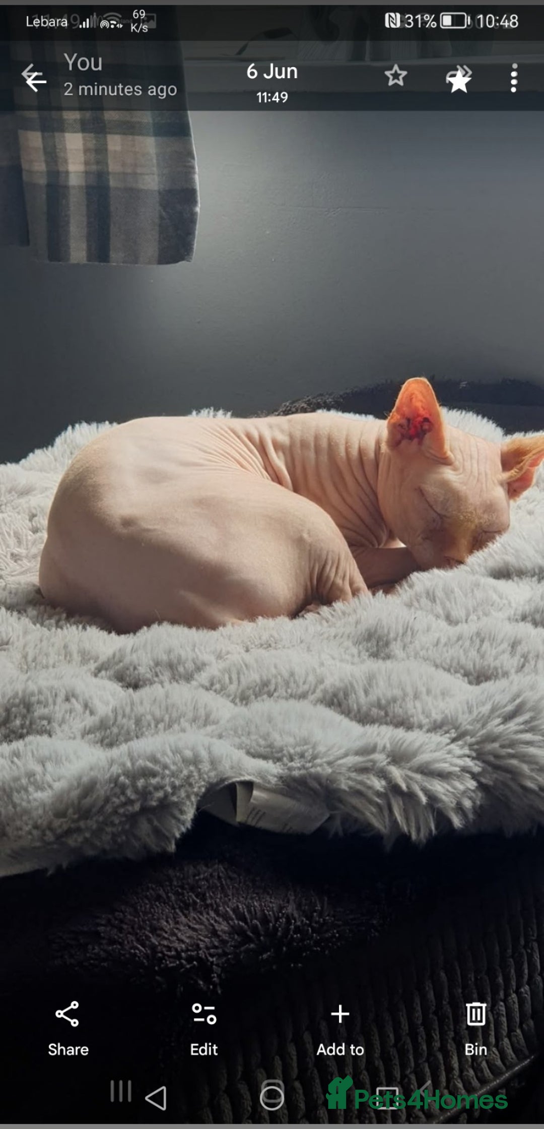 Sphynx cats for sale: Spynx male cat - Advert 2