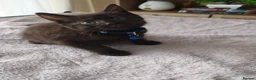 Mixed Breed cats for sale: Gorgeous British Shorthair Mix Kittens - Advert 21