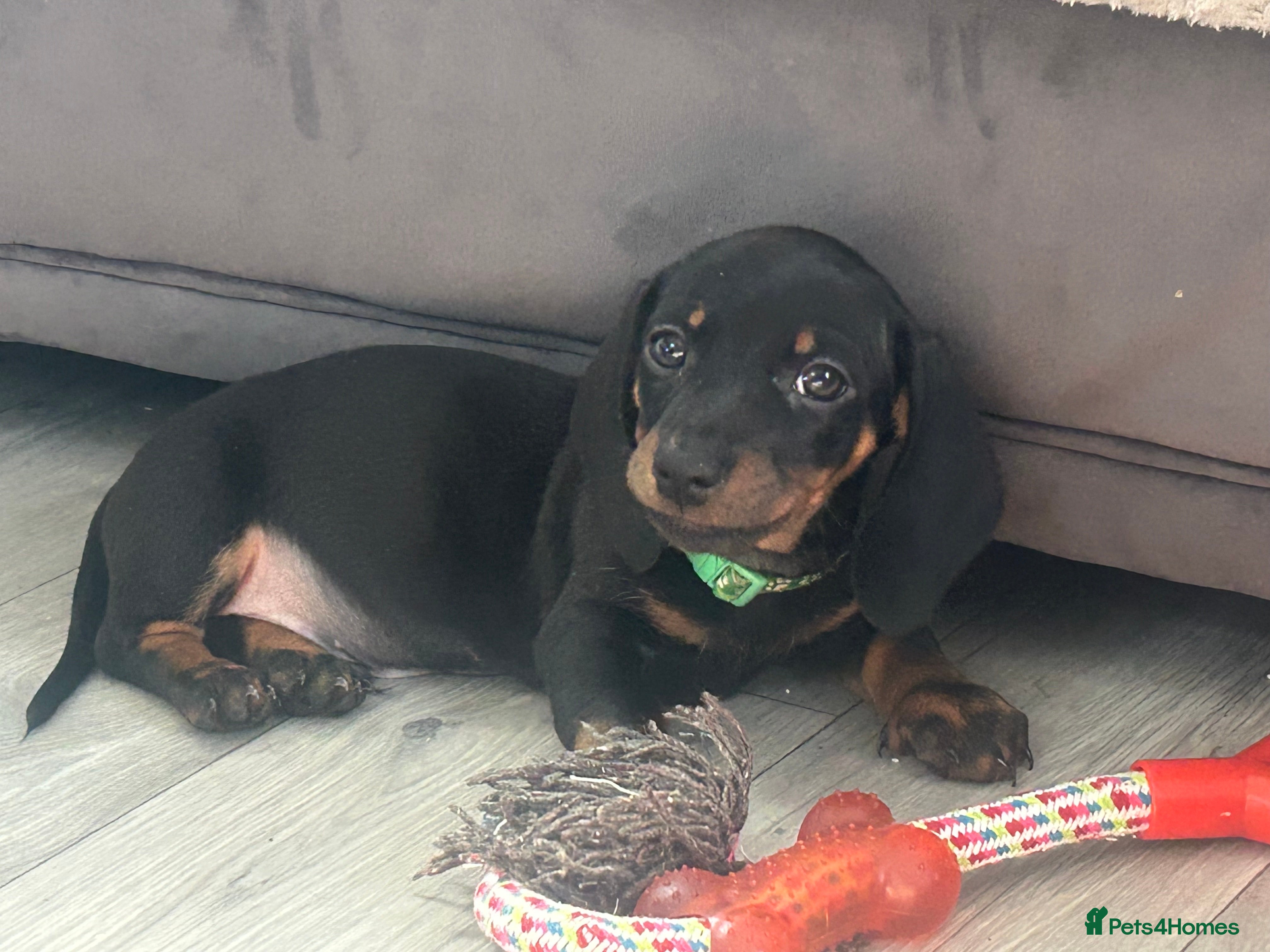 Miniature Dachshund dogs ONLY 2 LEFT Miniature Daschund Boys - Advert 1