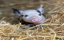 Pig livestock for sale: Stunning Mini Pigs - Image 15