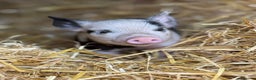 Pig livestock for sale: 🐽 Adorable Mini Pigs  🐽 - Advert 15