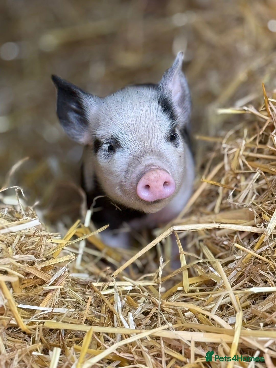 Pig livestock for sale: Stunning Mini Pigs - Image 15