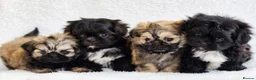 Shih Tzu dogs for sale: Amazing Tiny Imperial Shih Tzu Puppies - Advert 1