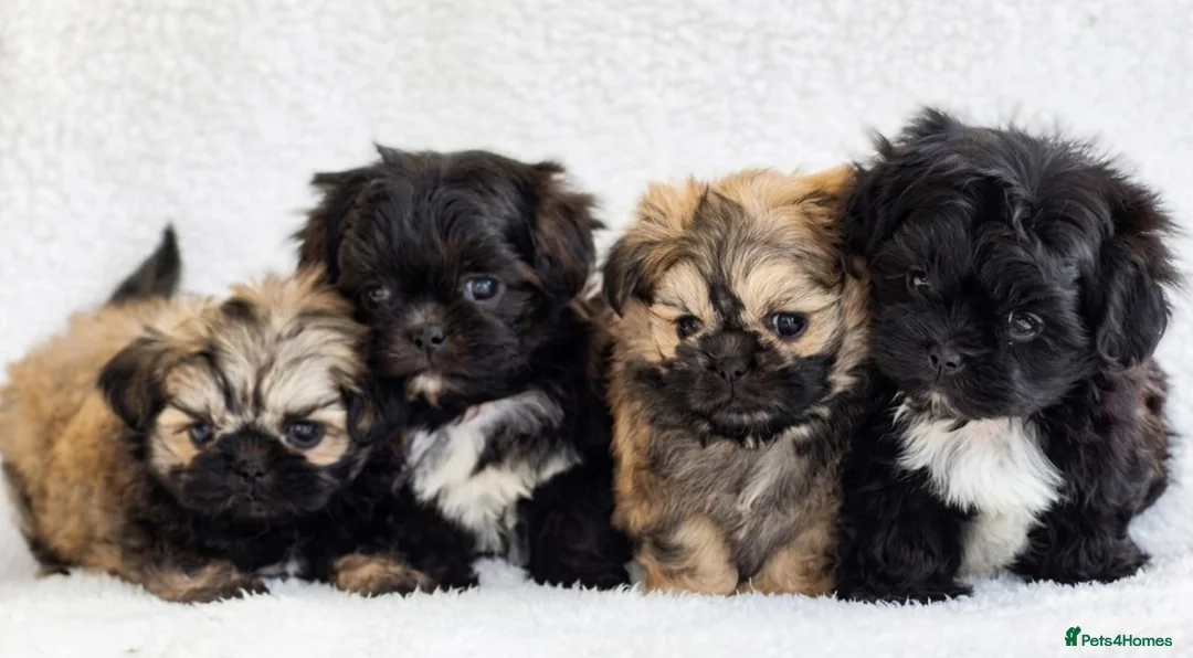 Shih Tzu dogs for sale: Amazing Tiny Imperial Shih Tzu Puppies - Advert 1