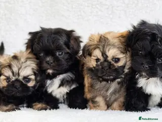 Shih Tzu dogs for sale: Amazing Tiny Imperial Shih Tzu Puppies - Advert 1