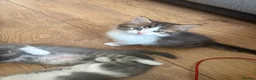 Maine Coon cats for sale: Maincoon kittens  - Advert 9