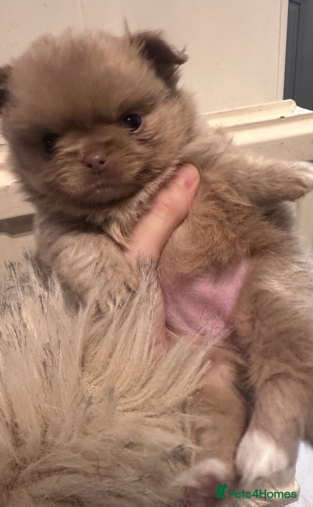 Pomchi dogs for sale: Pomchi - 1x Female  - Advert 3