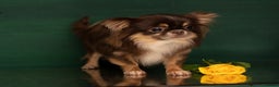 Chihuahua dogs for sale: ✨ Exceptional Chihuahua Puppies Forever 🏡 Only💖 - Advert 10