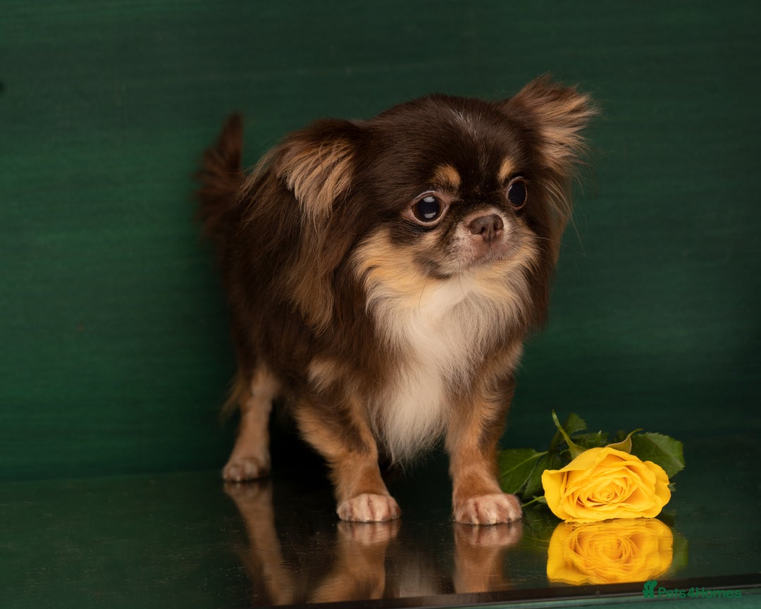 Chihuahua dogs for sale: ✨ Exceptional Chihuahua Puppies Forever 🏡 Only💖 - Advert 10