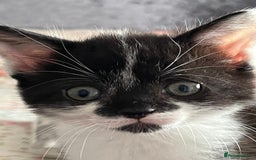Mixed Breed cats for sale: Two orphaned kittens  - Image 6