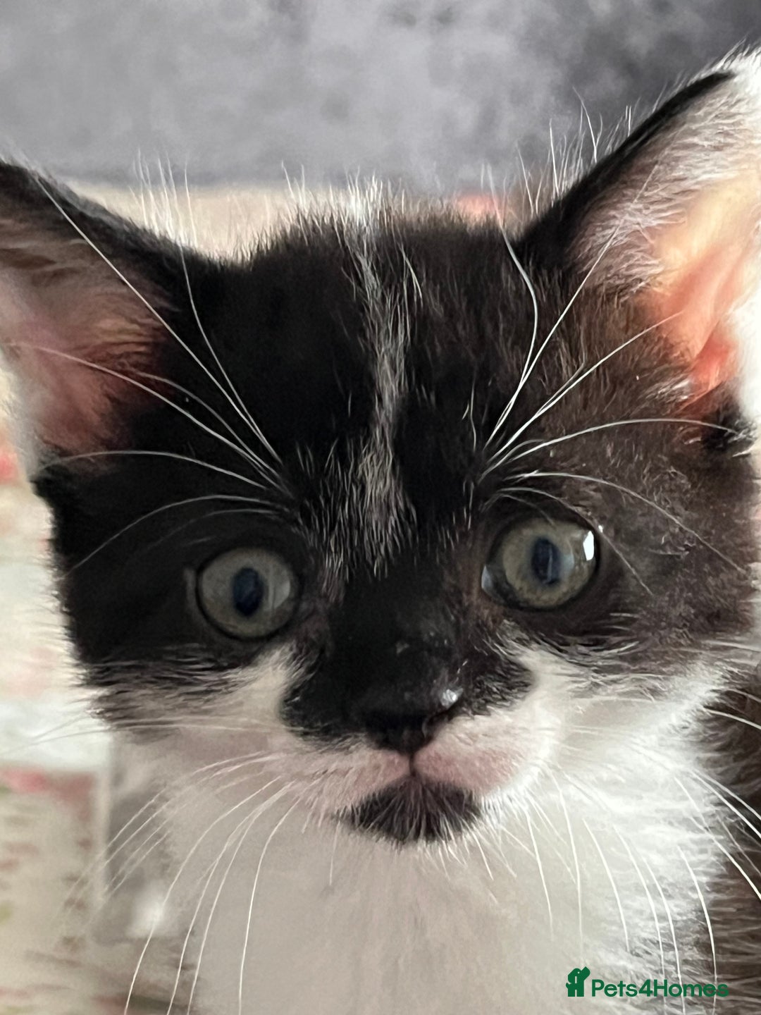 Mixed Breed cats for sale: Two orphaned kittens  - Image 6