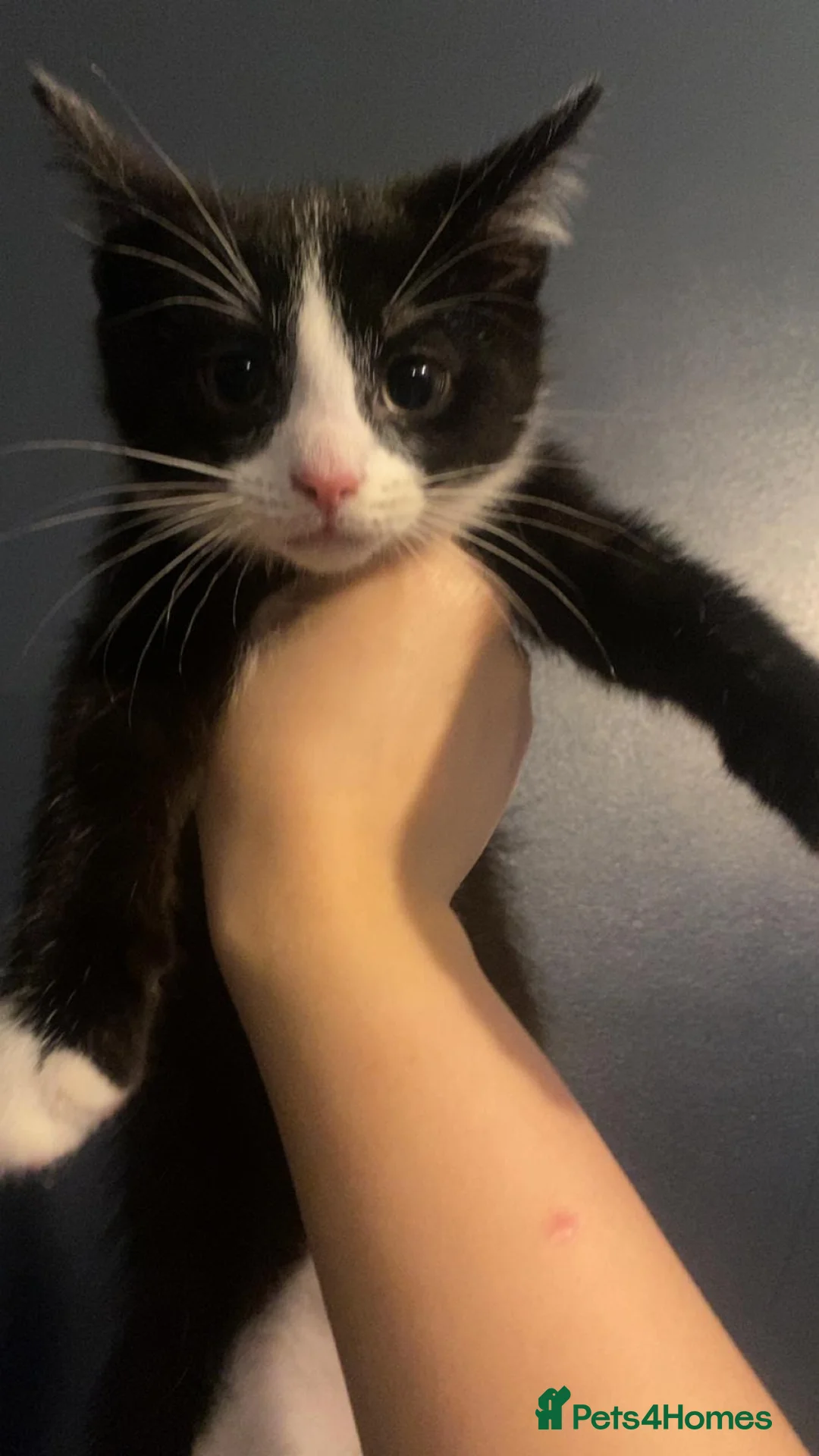 Mixed Breed cats for sale: Adorable 11 week old kittens ready for new homes - Advert 2