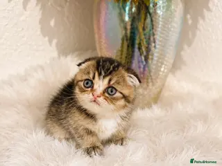 Scottish Fold cats 🥰Purebred Scottish fold looking for a home ❤️🐾 - Advert 2