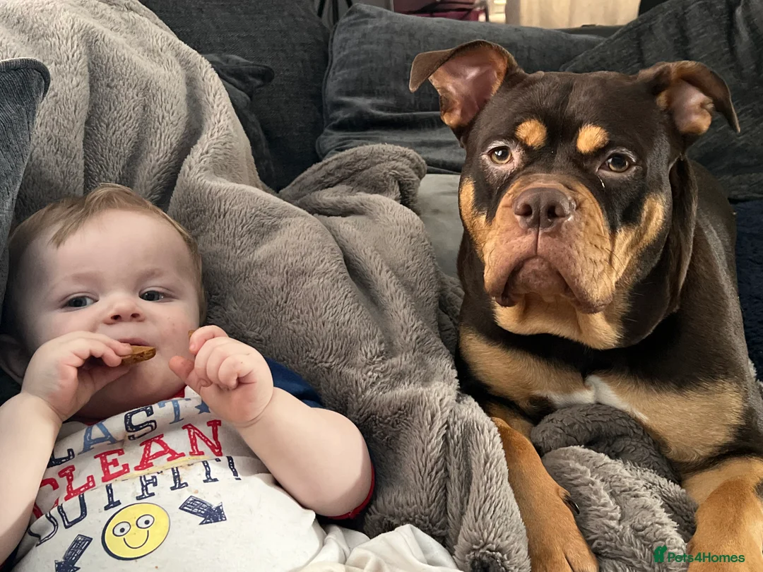 Mixed Breed dogs for sale: Bonnie 4 yr old olde English bulldog - Advert 12