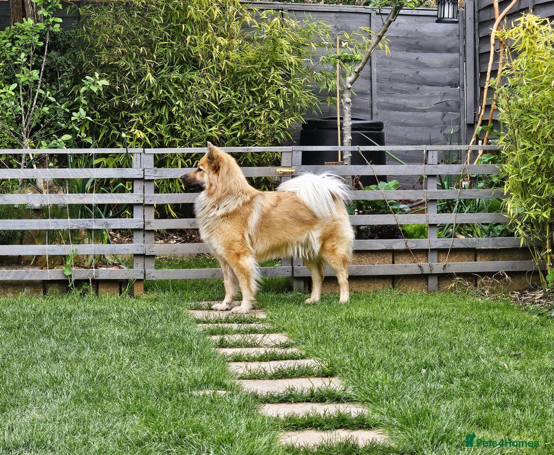Eurasier dogs for sale: Eurasier Puppies KC Registered in Northampton - Image 17