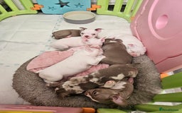 Mixed Breed dogs for sale: Last Stunning Frenchton Female Pup - Image 6