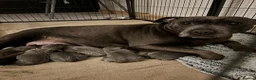 Staffordshire Bull Terrier dogs for sale: KC Staffordshire Bull Terrier Puppies in Ruislip - Advert 1