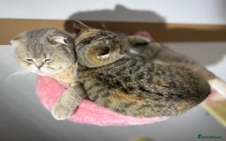 British Shorthair cats for sale: Beautiful boy and girl ready to leave now - Image 8