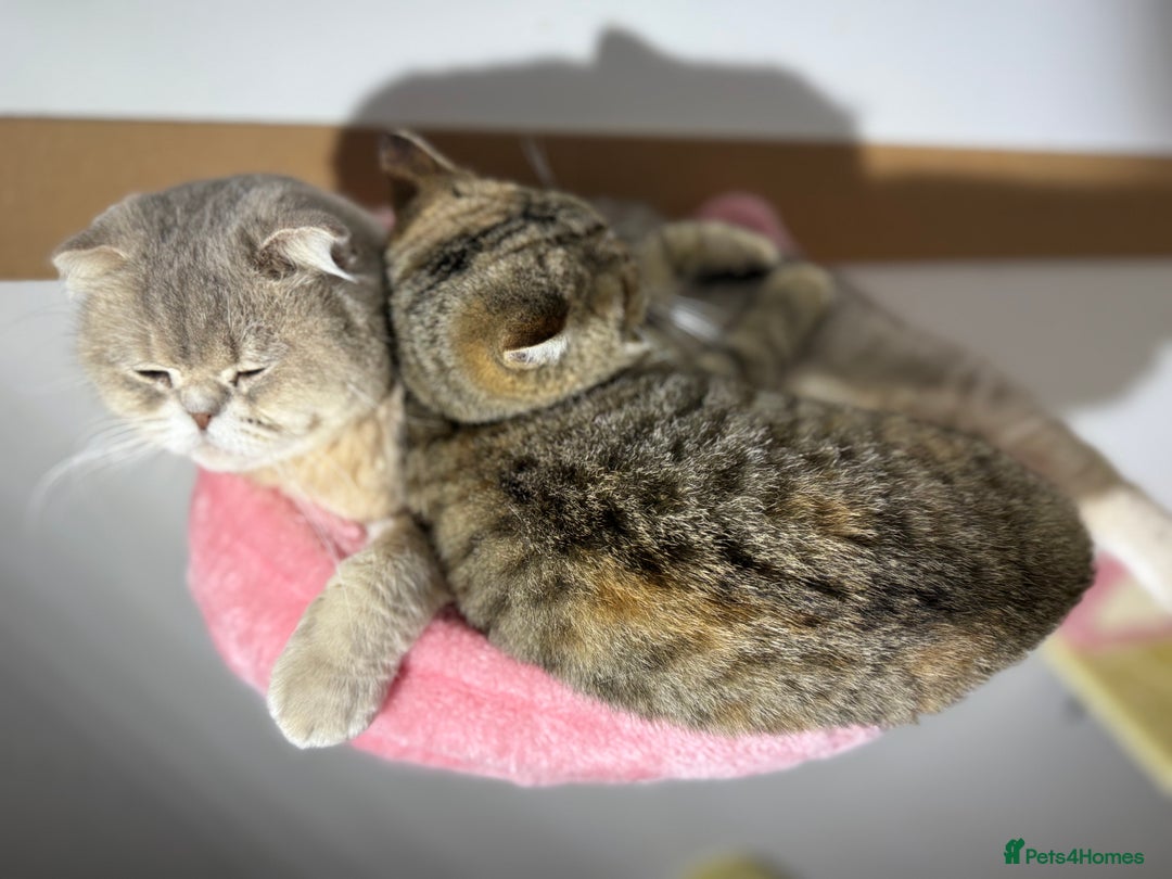British Shorthair cats for sale: Beautiful boy and girl ready to leave now - Image 8