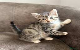 Mixed Breed cats for sale: Mixed breed kittens  - Image 4