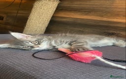 Maine Coon cats for sale: First Litter 6 Pure Maine Coon Kittens - Image 17