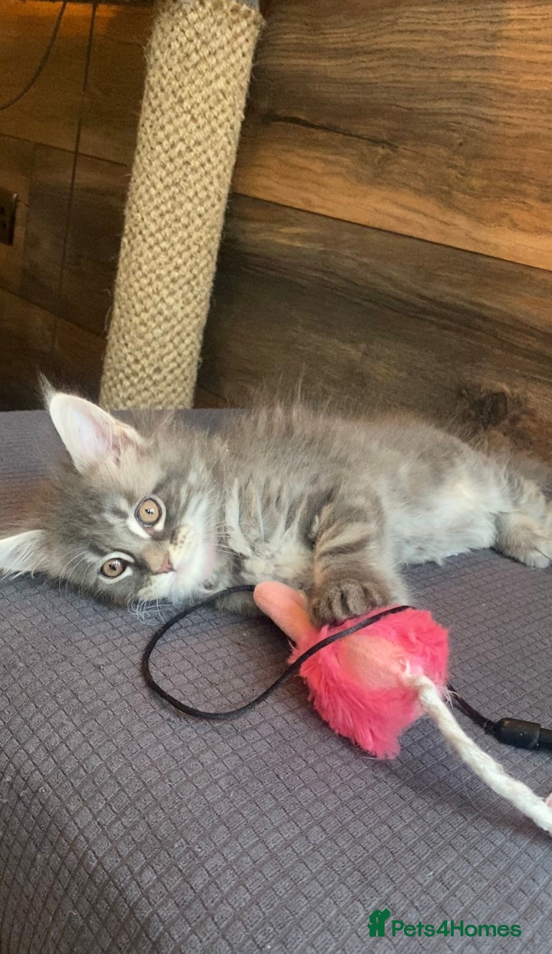 Maine Coon cats for sale: First Litter 6 Pure Maine Coon Kittens - Image 17