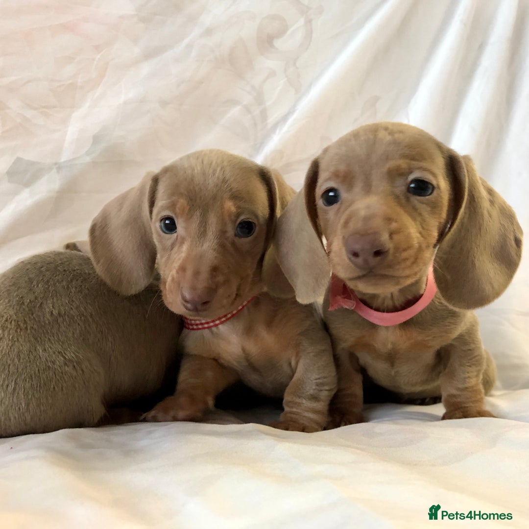 Miniature Dachshund dogs for sale: Miniature dachshund Isabella puppies  - Advert 9