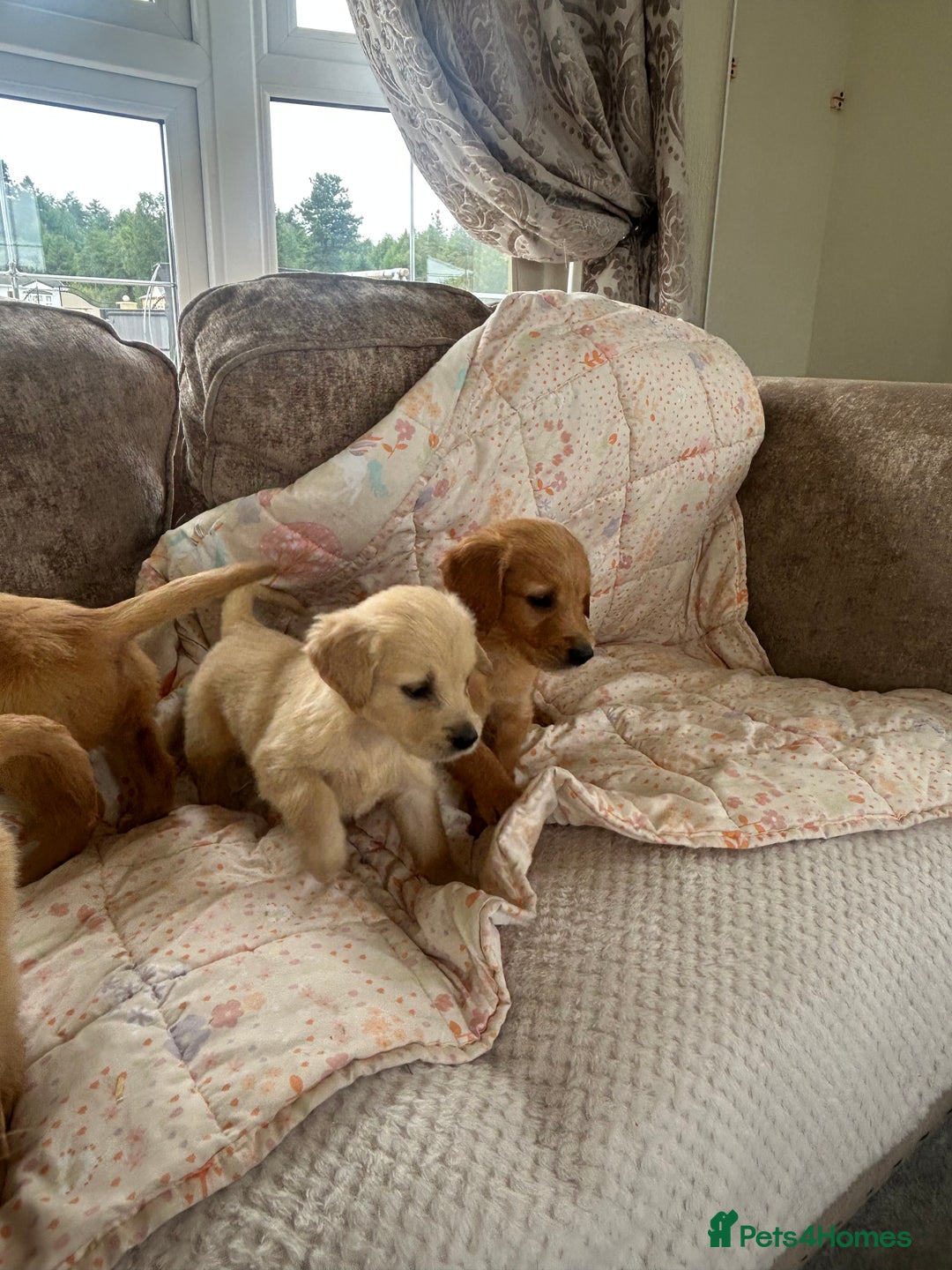 Golden Retriever dogs for sale: Beautiful  kc registered golden retriever puppys - Image 4