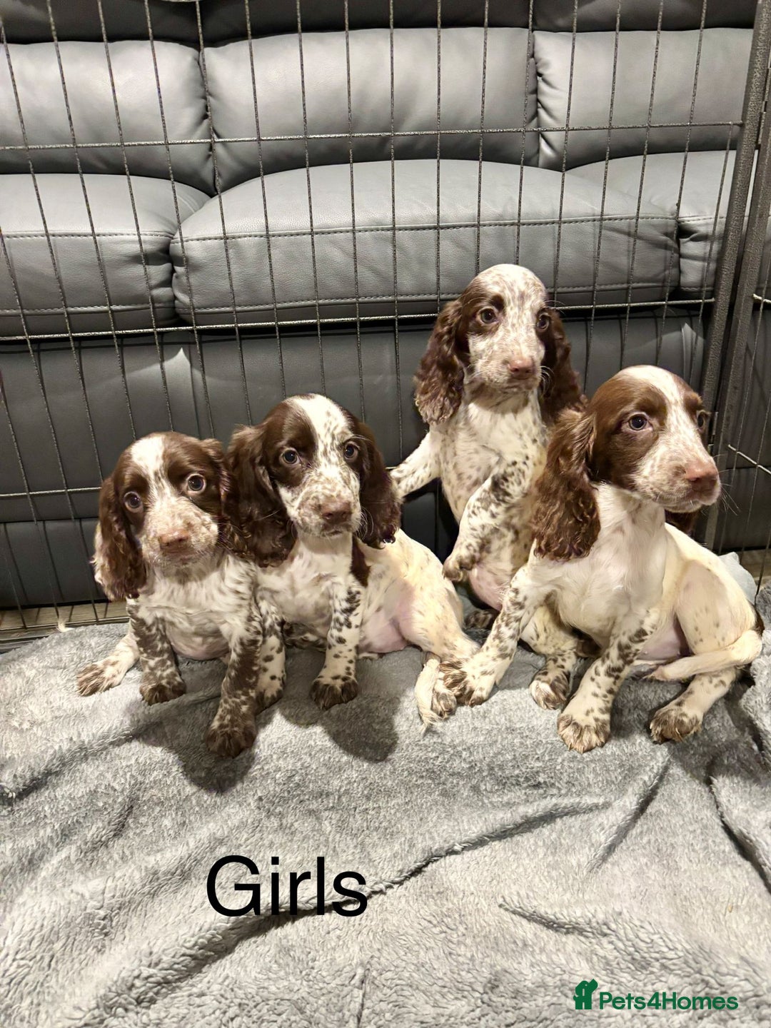 Cocker Spaniel dogs for sale: Cocker Spaniel Puppies Ready Now  - Advert 6