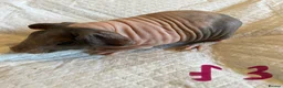 Guinea Pig rodents for sale: Skinny pig pups. Boys and girls  - Advert 20