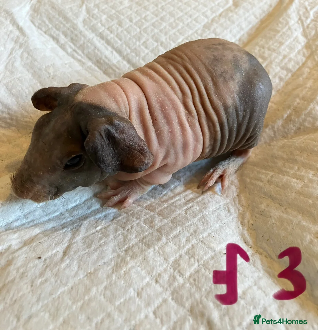 Guinea Pig rodents for sale: Skinny pig pups. Boys and girls  - Advert 20